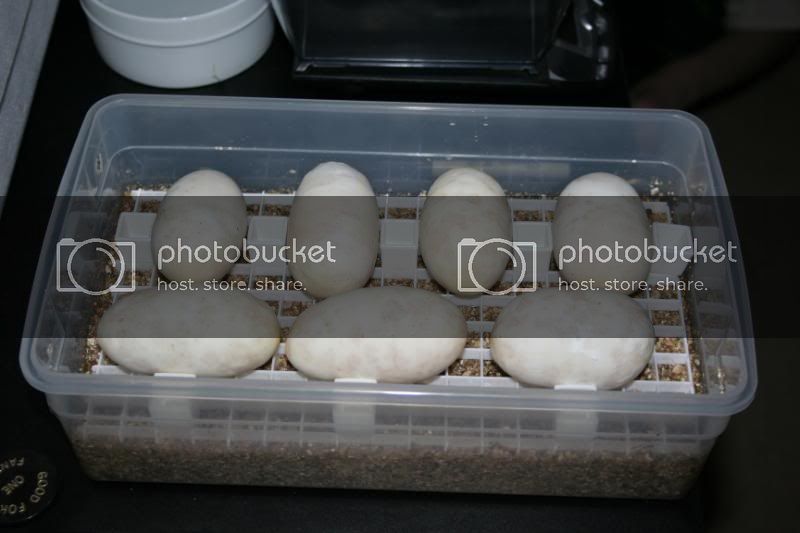 eggincubator.jpg