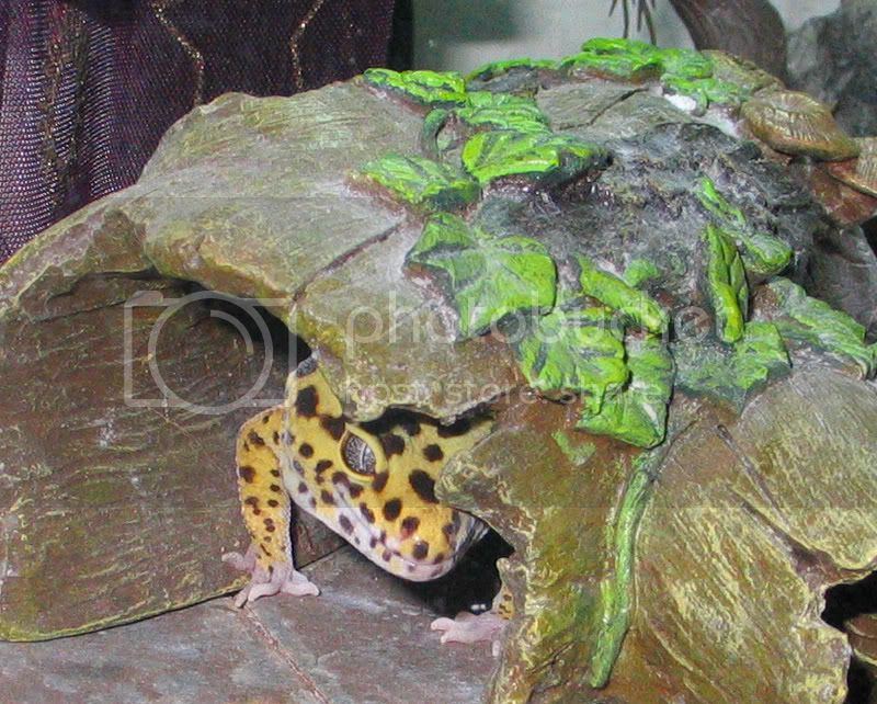 gecko2.jpg
