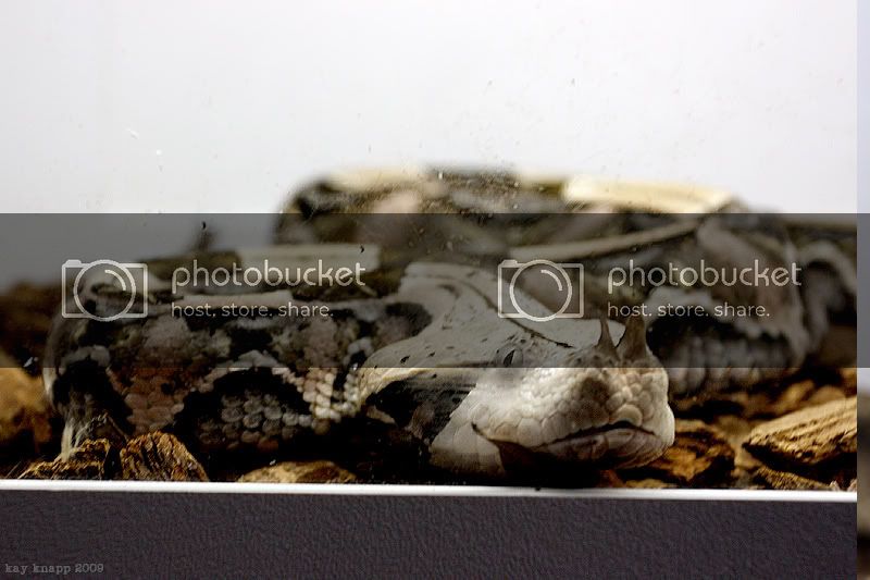 repticon3.jpg