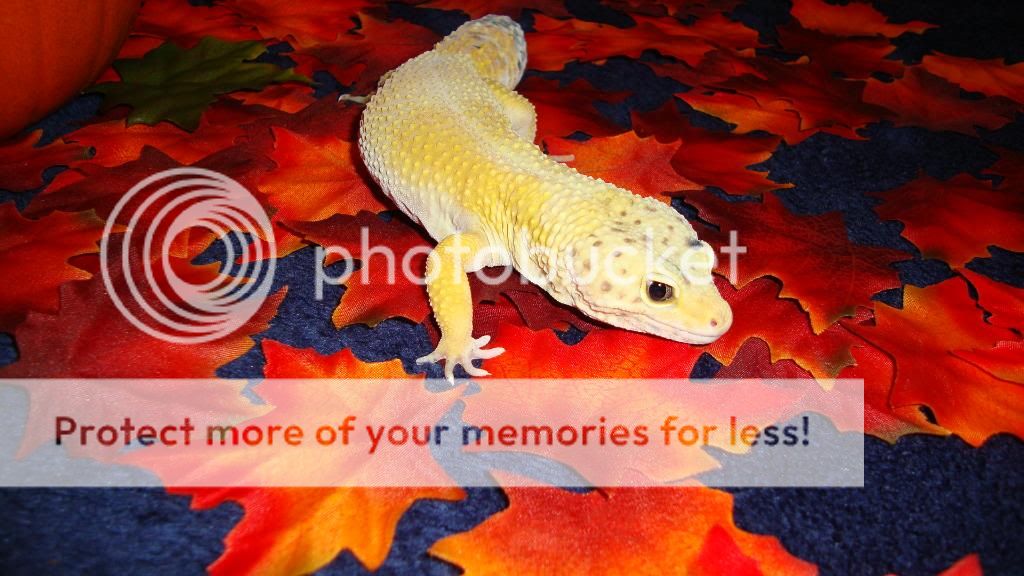 Halloween071.jpg