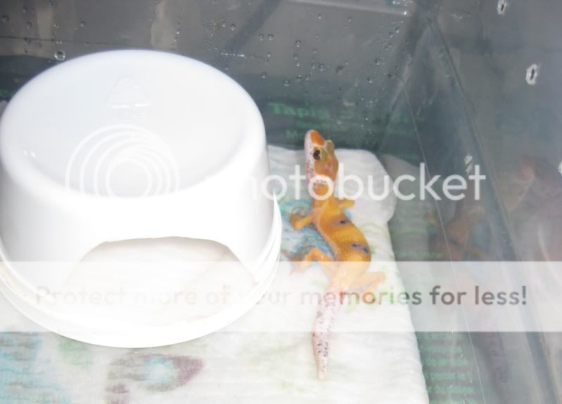 TangEnigmaIIproject076.jpg