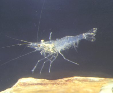 GlassShrimp.jpg