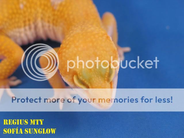 GeckosCol3.jpg