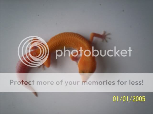 geckos018.jpg