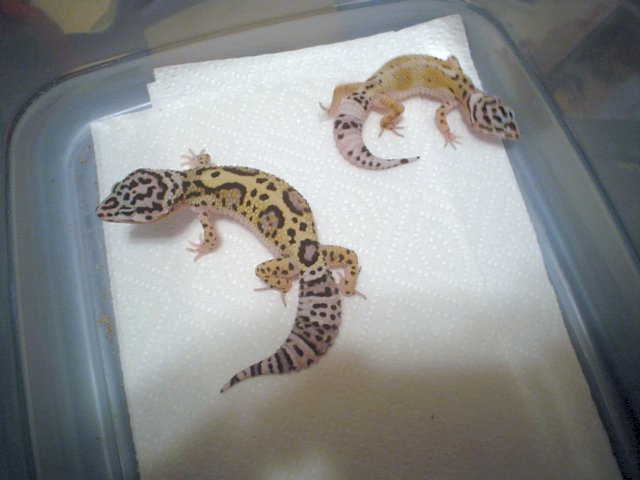 gecko2008clutch1ss.jpg