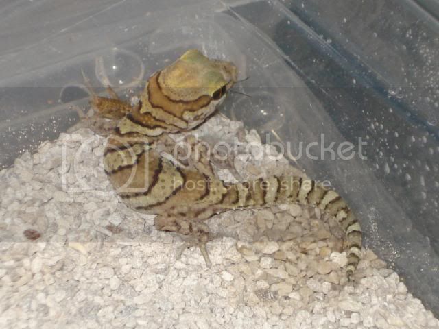 geckoniaenparoedura043.jpg