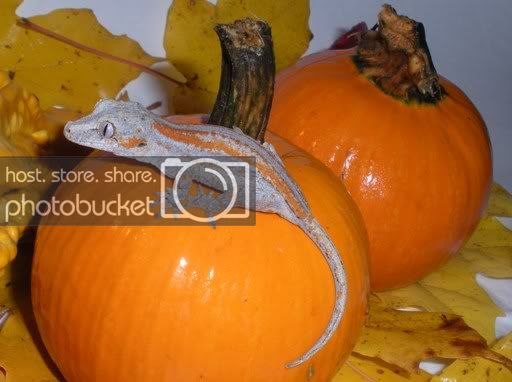 crestedgeckogirlyNov.jpg