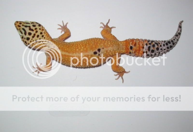 GeckosNov2009150.jpg