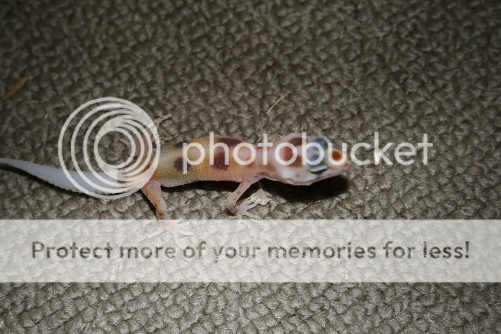 Geckos024.jpg