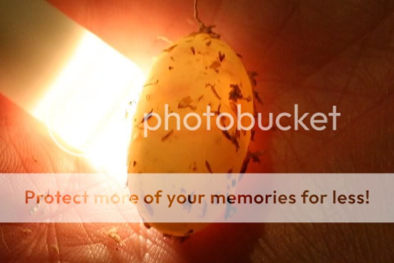 eggpics002.jpg