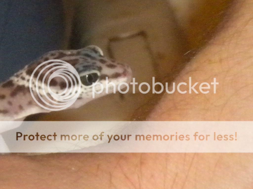 geckosbabies053.jpg