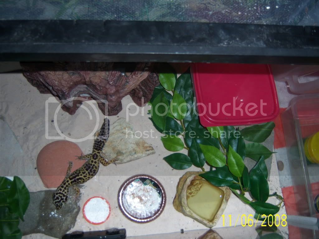 Leopardgecko010.jpg