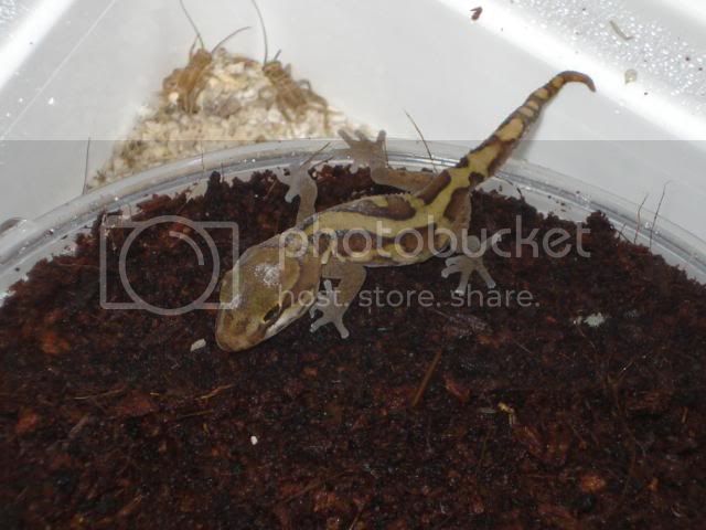 geckoniaenparoedura047.jpg