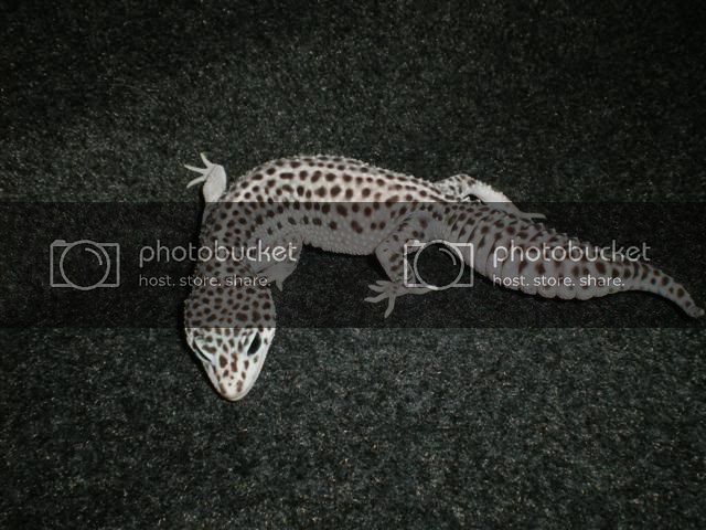 fondogeckos005Small.jpg