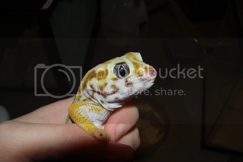 Alabamasnakegeckos064800x600.jpg