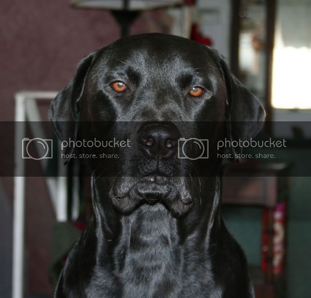 moose-1.jpg