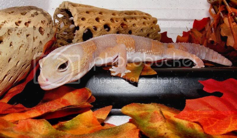 Maize17.jpg