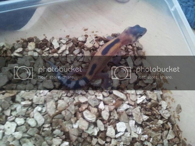 hatchling8may.jpg