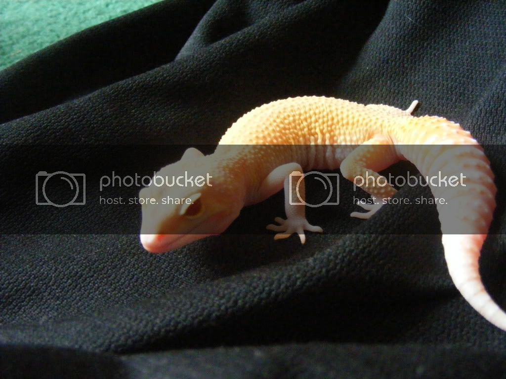 Geckos7-17-08073.jpg