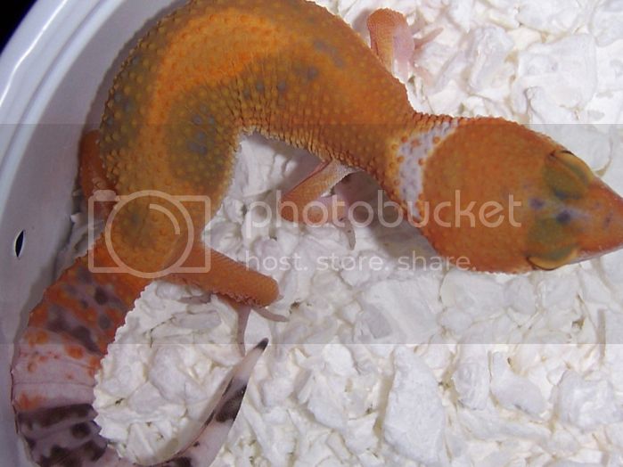 TangerineGecko3-1.jpg