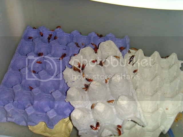 SNV37421-1.jpg