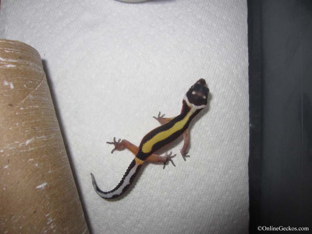 bandit-hatchling-2013c2.jpg