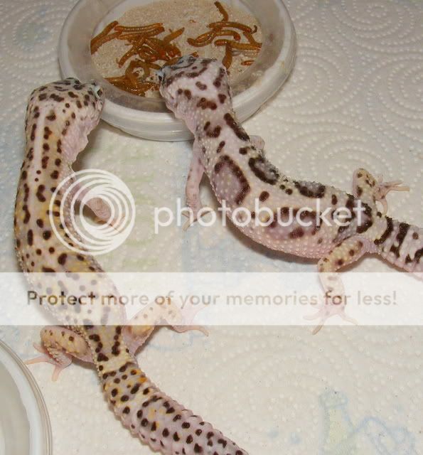 geckos011-1.jpg