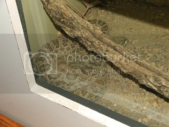 crestedsforsale1227.jpg