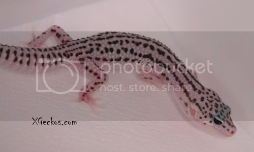 IMG_3081wsnow.jpg