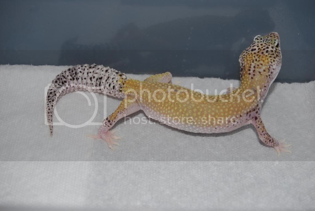 3-7-09TopShelfGeckos112.jpg