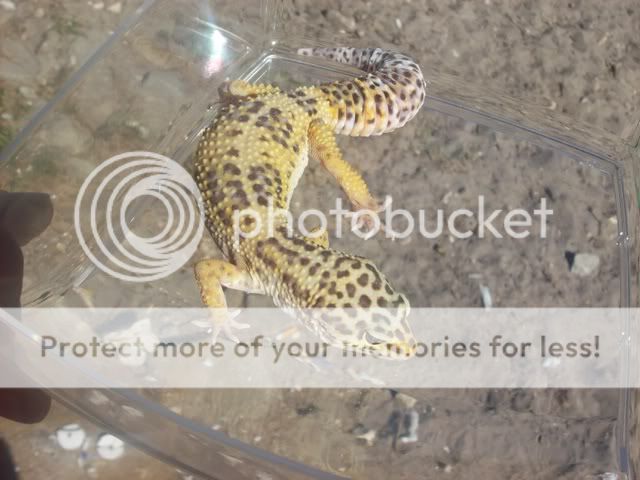 geckos012.jpg
