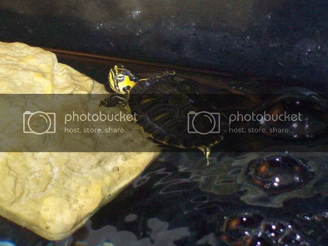 babyyellowsliderturtle.jpg