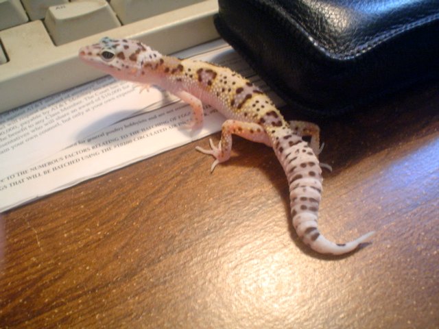 cameragecko.jpg