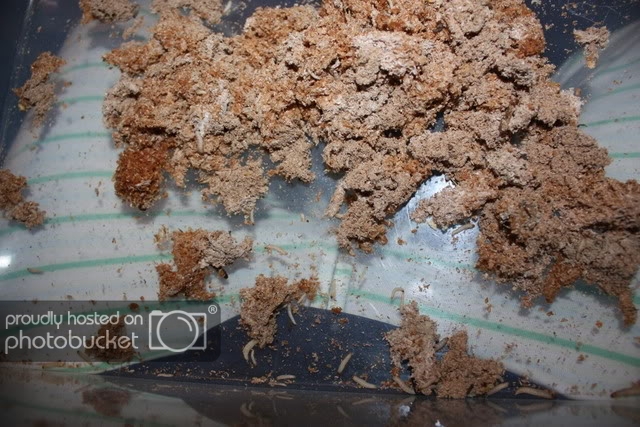 How to Grow Wax Worms 