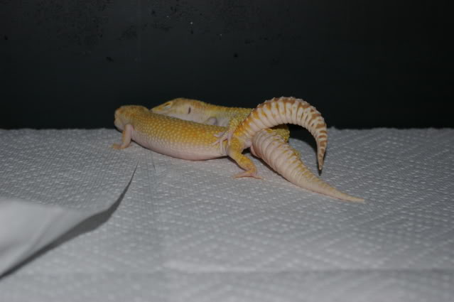 raptor---eclipse002.jpg