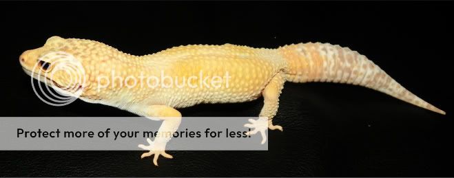 gecko004.jpg