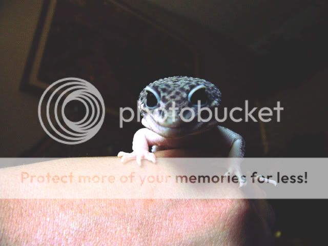 gecko0152.jpg