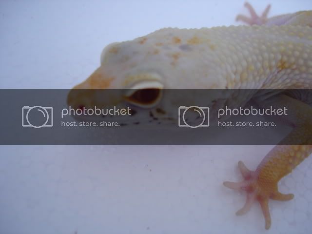 DSC04522.jpg