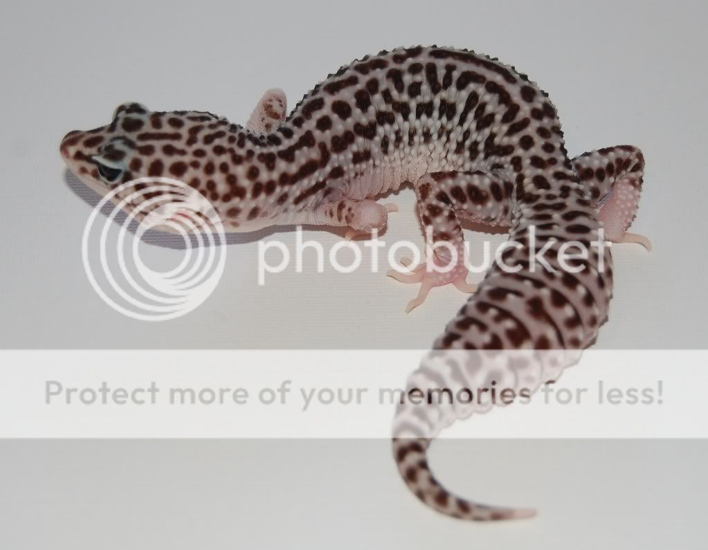 SuperSnowFemale45grams.jpg