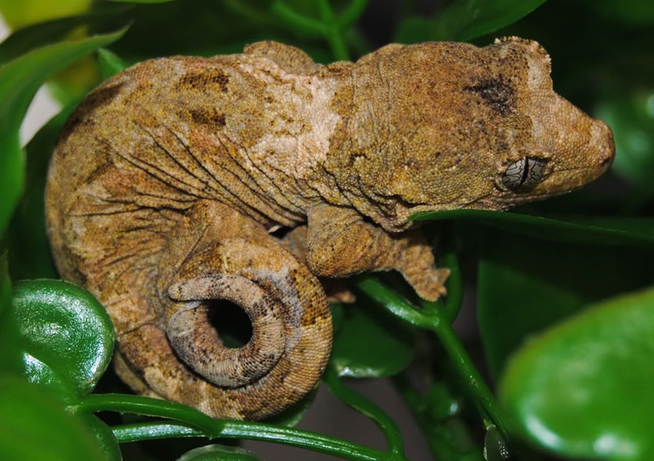 piccurlytail.jpg