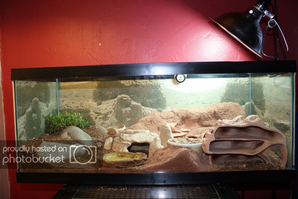 tankfrontview_zpsef9031fd.jpg