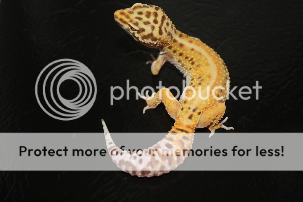 Geckos134.jpg