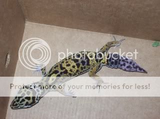 geckos2046.jpg