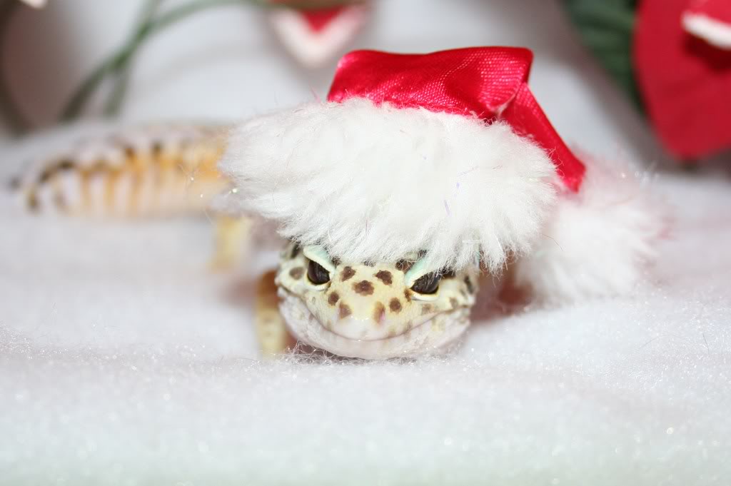 December037.jpg