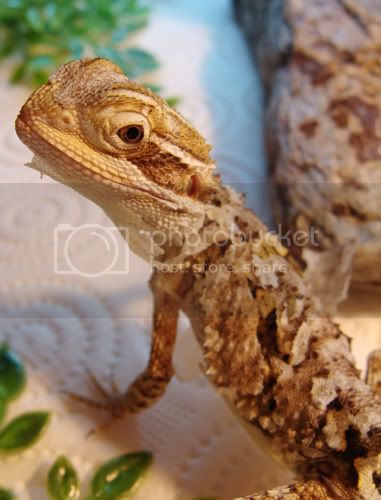 moult9geckoforums.jpg