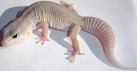 3704