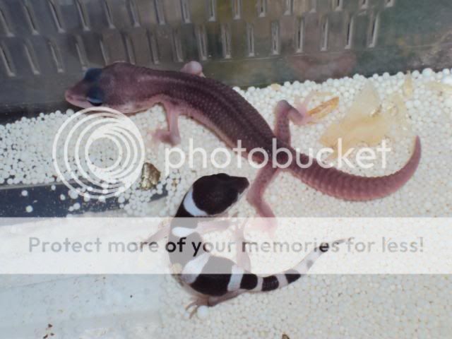 27-03-2011babies028.jpg