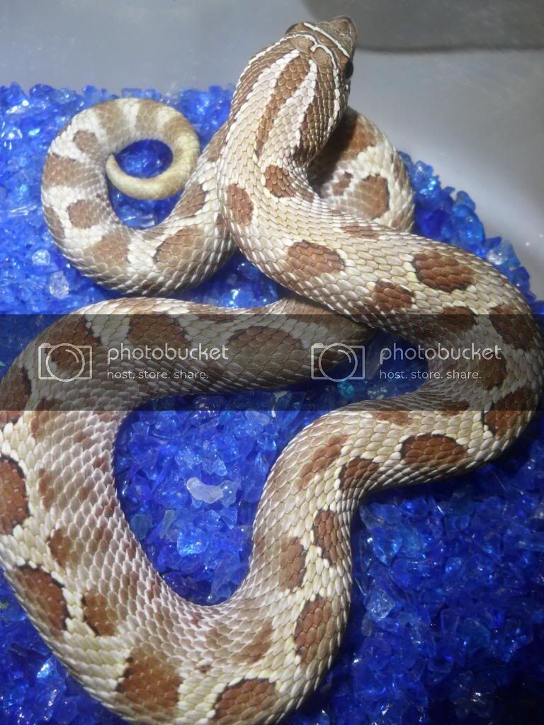 anacondalady_zpscc3b16e5.jpg