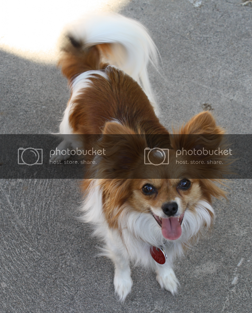 cosette2_zps6168924e.png