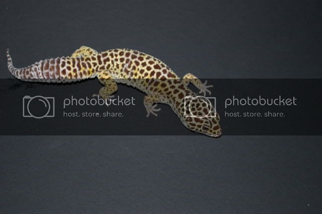 adultgeckos002.jpg